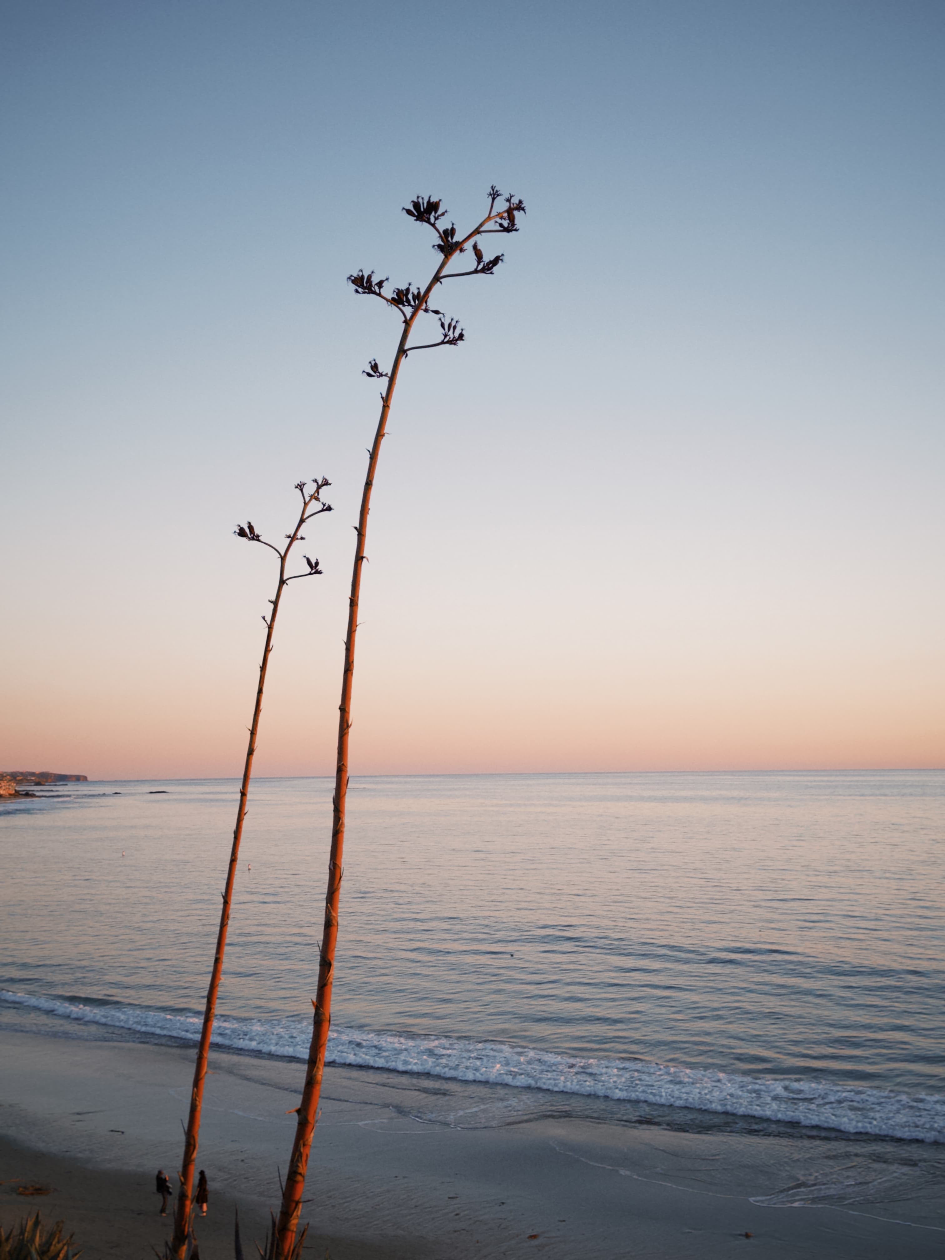 Lonely branches by the beach